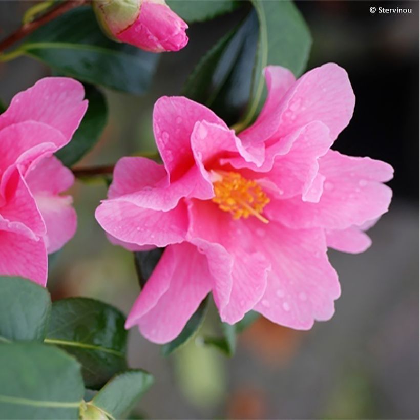 Camellia williamsii Lucky Star (Flowering)