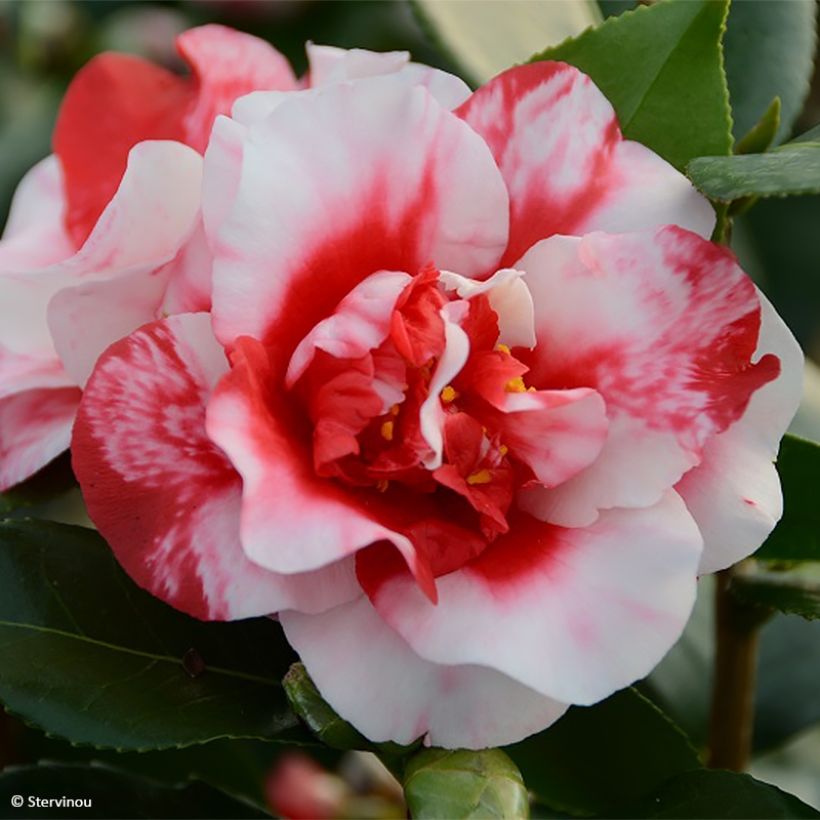 Camellia japonica Midnight Variegated (Flowering)