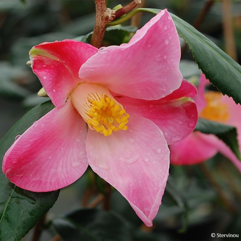 Camellia williamsii Tulip Time (Flowering)