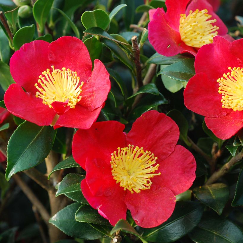 Camellia Yuletide (Flowering)