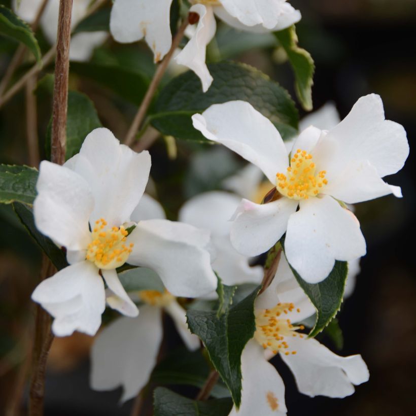Camellia grijsii (Flowering)