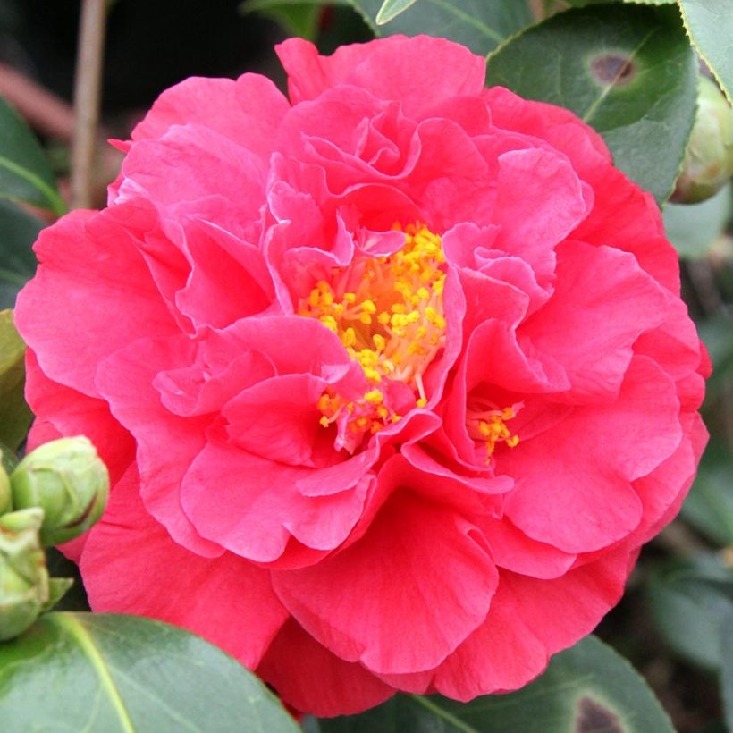 Camellia japonica Blood of China (Flowering)