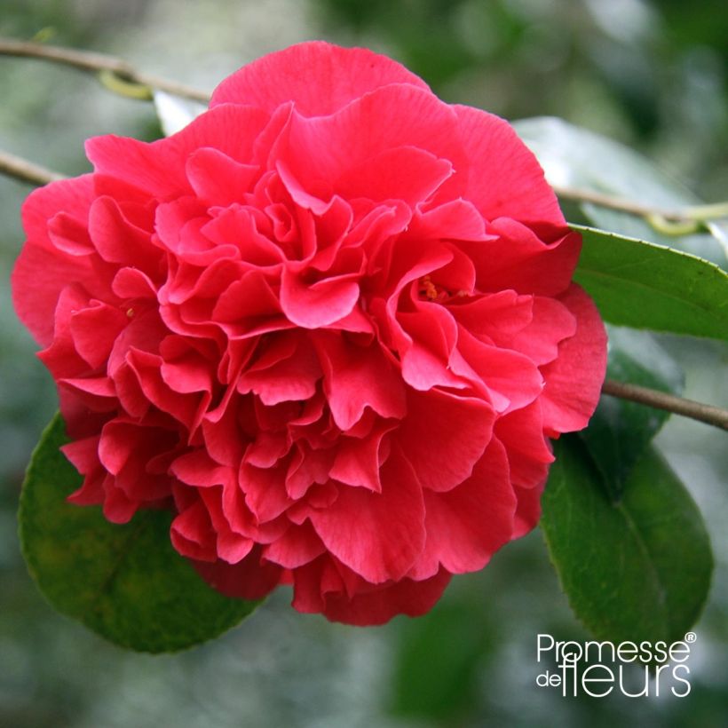Camellia japonica Kramers Supreme (Flowering)