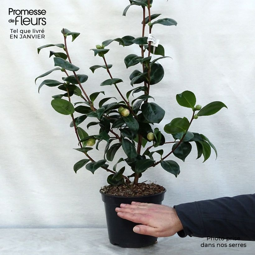 Camélia Margaret Davis - Camellia japonica Pot de 4L/5L sample as delivered in winter