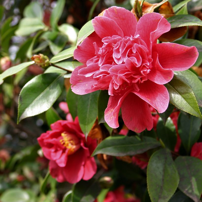 Camellia japonica Mark Alan (Flowering)