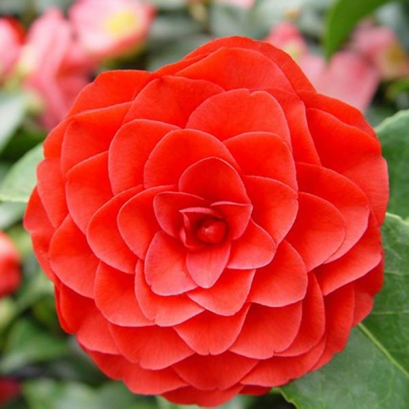 Camellia japonica Roger Hall (Flowering)