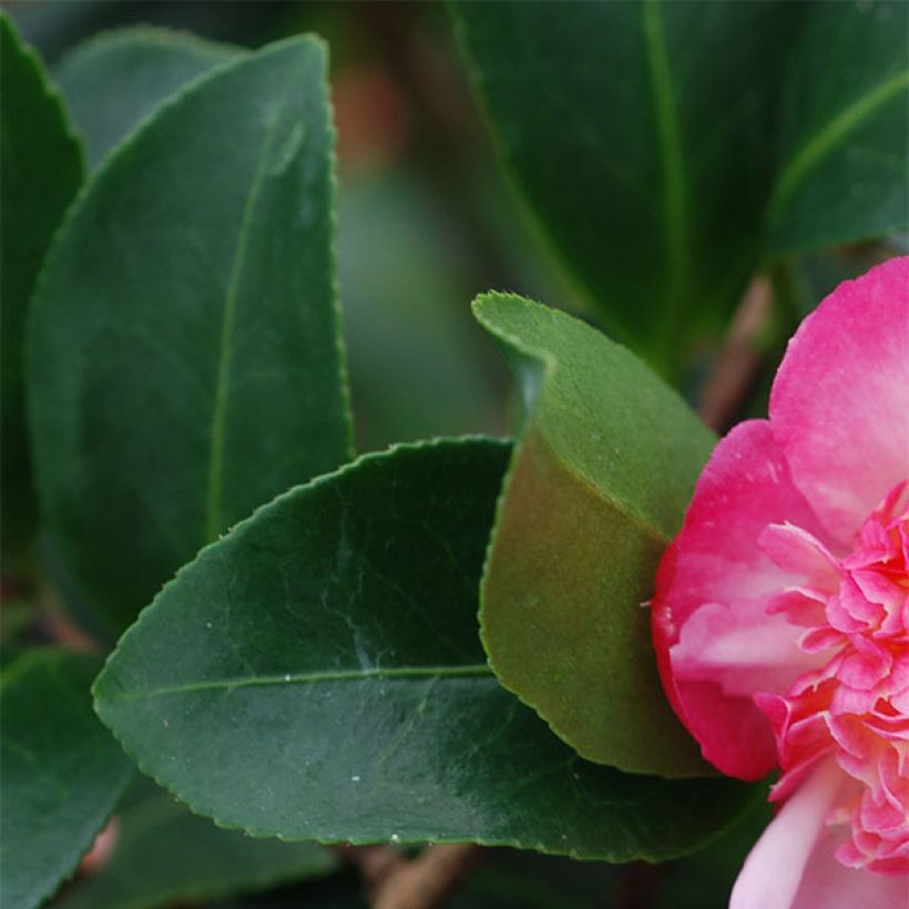 Camellia sasanqua Choji Guruma (Foliage)