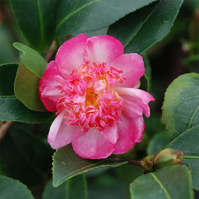 Camellia sasanqua Choji Guruma (Flowering)