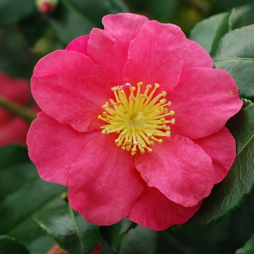 Camellia sasanqua Sekiyo (Flowering)