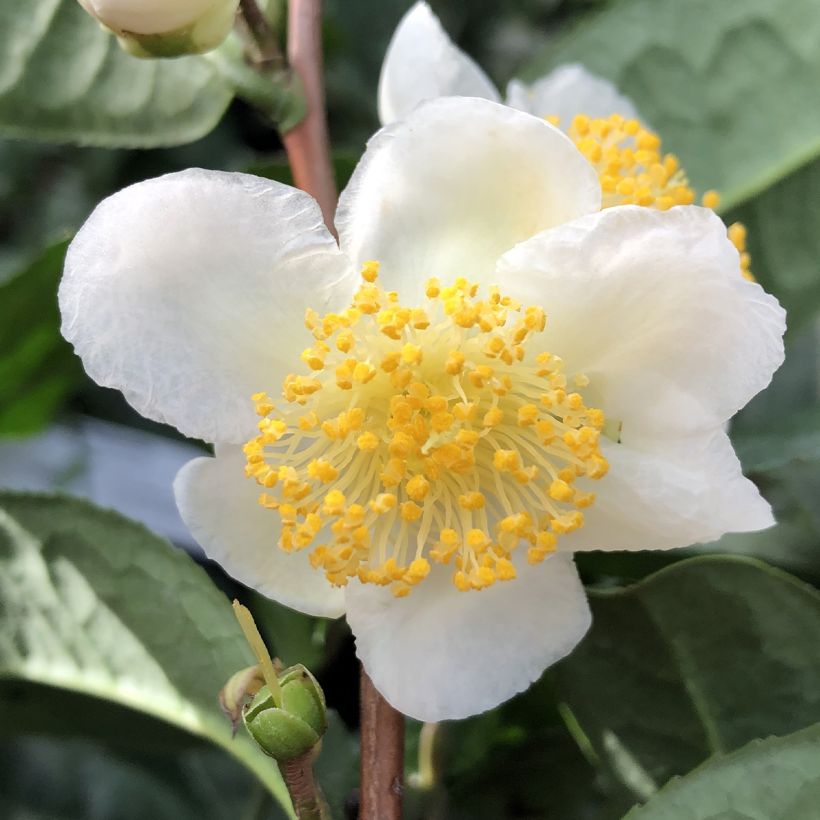 Camellia sinensis ThéOjardin (Flowering)