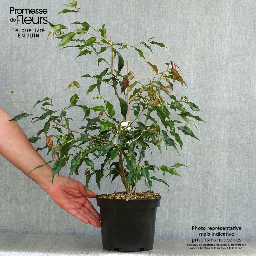 Camellia tsaii - Camélia d'hiver - Pot de 4L/5L sample as delivered in summer