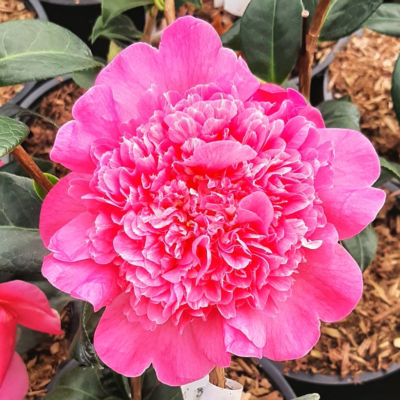 Camellia Anticipation (Flowering)