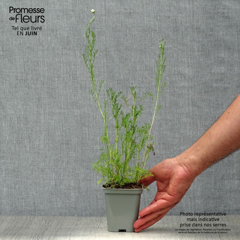Chamaemelum nobile Ligulosum 8/9 cm pot sample as delivered in summer
