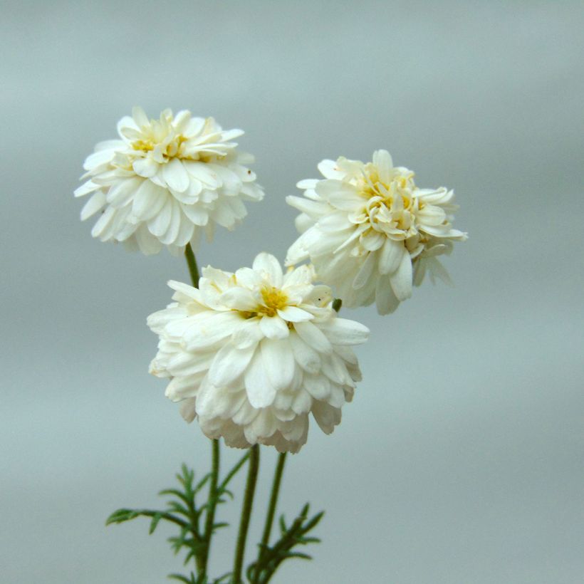 Chamaemelum nobile Treneague (Flowering)