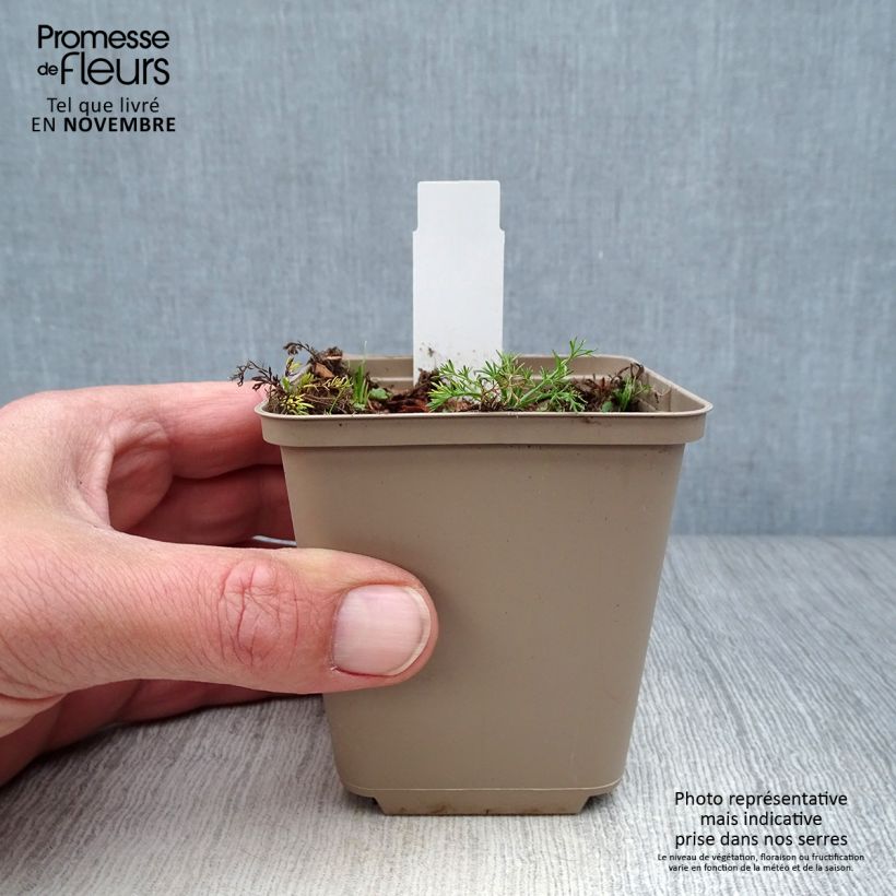 Chamaemelum nobile Treneague 8/9 cm pot sample as delivered in autumn