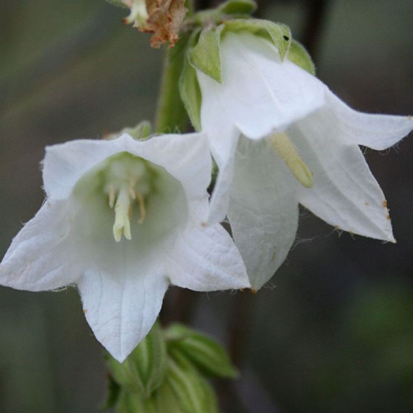 Campanula alliariifolia (Flowering)