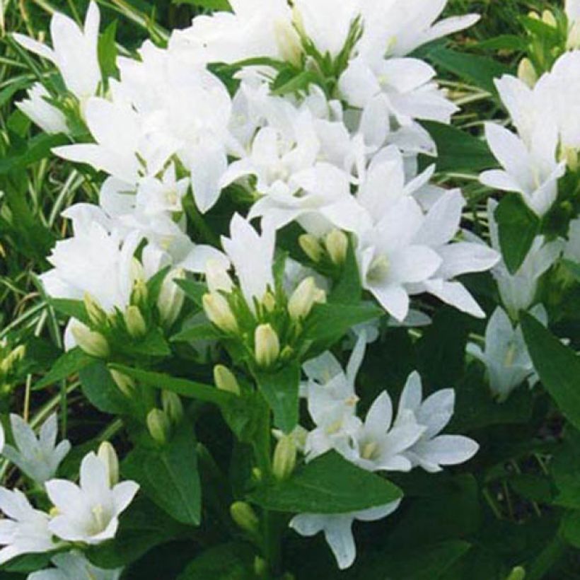 Campanula glomerata Alba (Flowering)