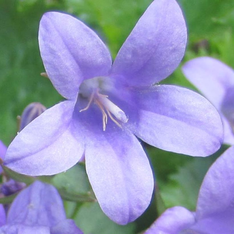 Campanula portenschlagiana (Flowering)
