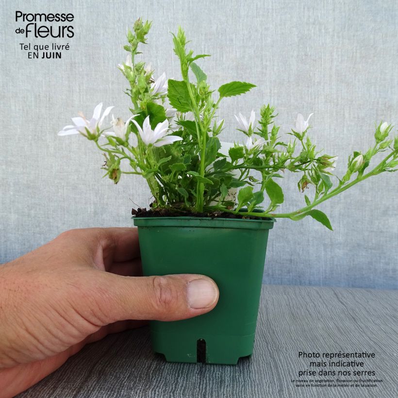 Campanula poscharskyana E.H. Frost 8/9 cm pot sample as delivered in summer
