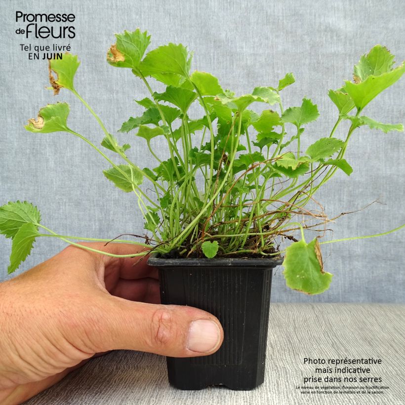 Campanula poscharskyana Lisduggan Variety 8/9 cm pot sample as delivered in summer