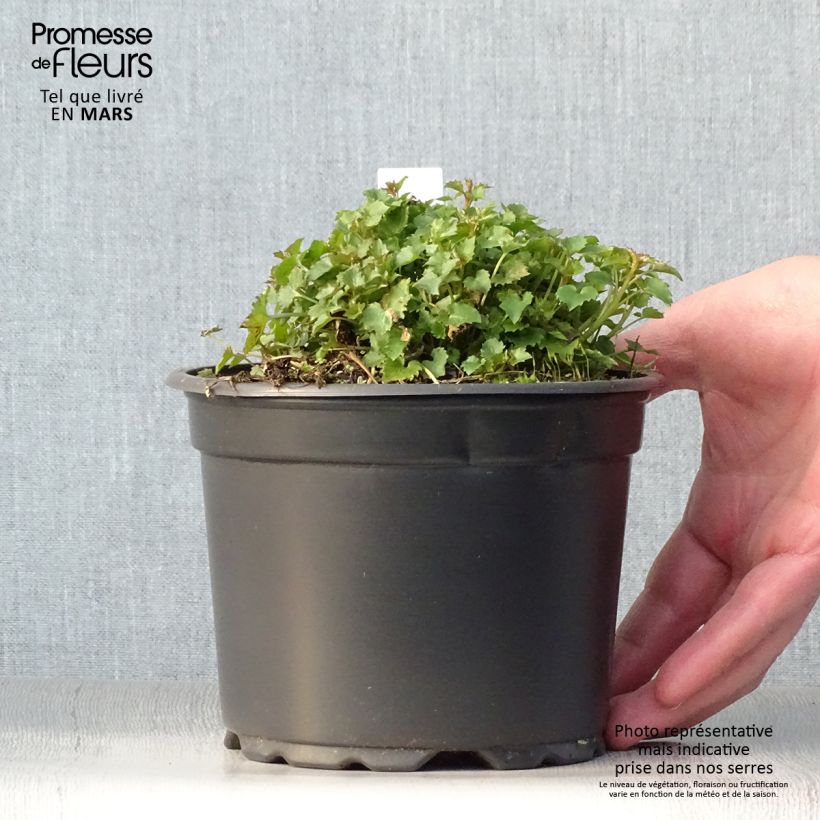 Campanula poscharskyana Stella - Campanule des Murets Pot de 2L/3L sample as delivered in spring