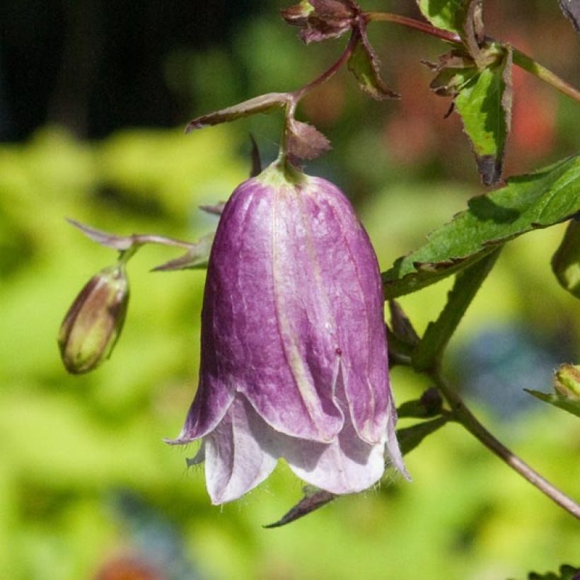 Campanula Pantaloons (Flowering)