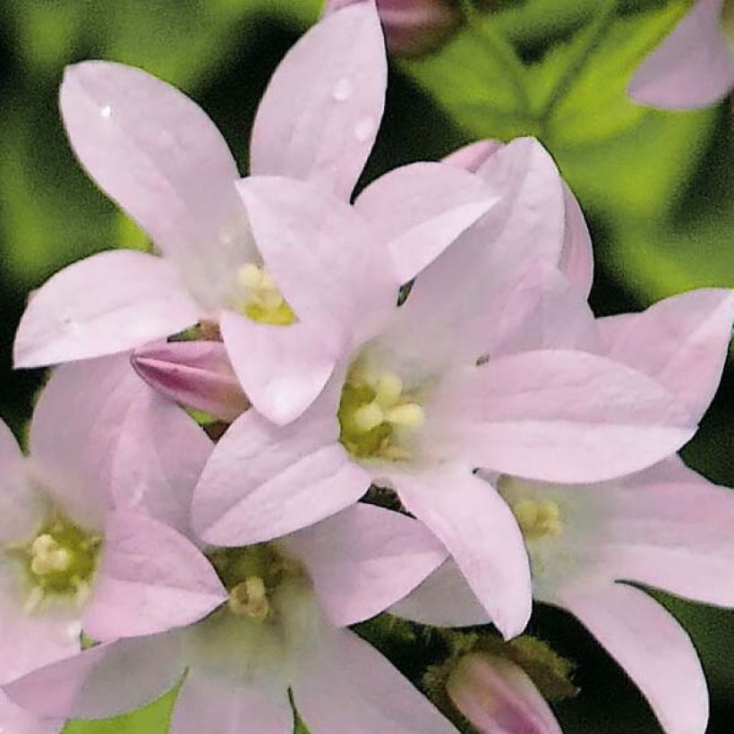 Campanula lactiflora Loddon Anna (Flowering)