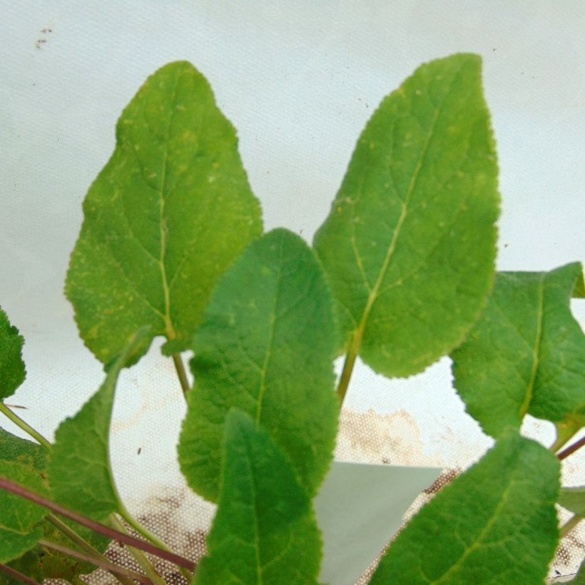 Campanula glomerata Superba (Foliage)