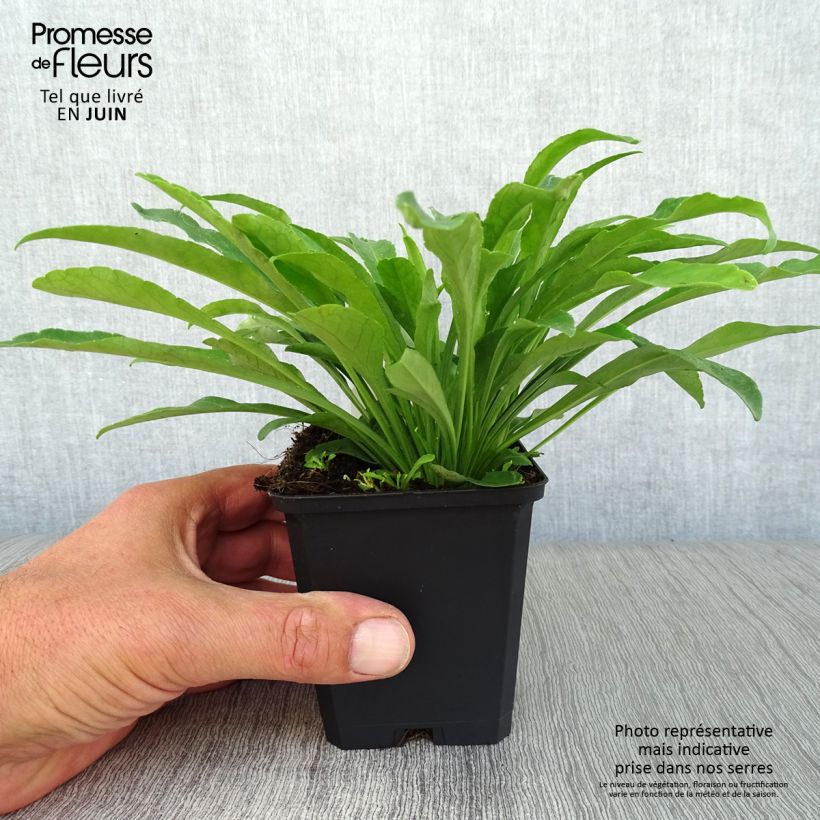 Campanula persicifolia Alba 8/9 cm pot sample as delivered in summer