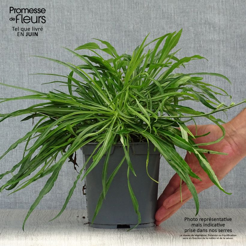 Campanula persicifolia Alba 2L/3L pot sample as delivered in summer