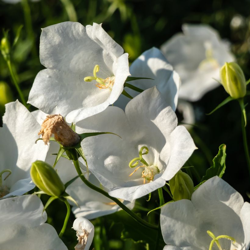 Campanula carpatica Alba (Flowering)