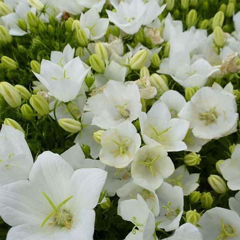 Campanula carpatica White Clips (Flowering)