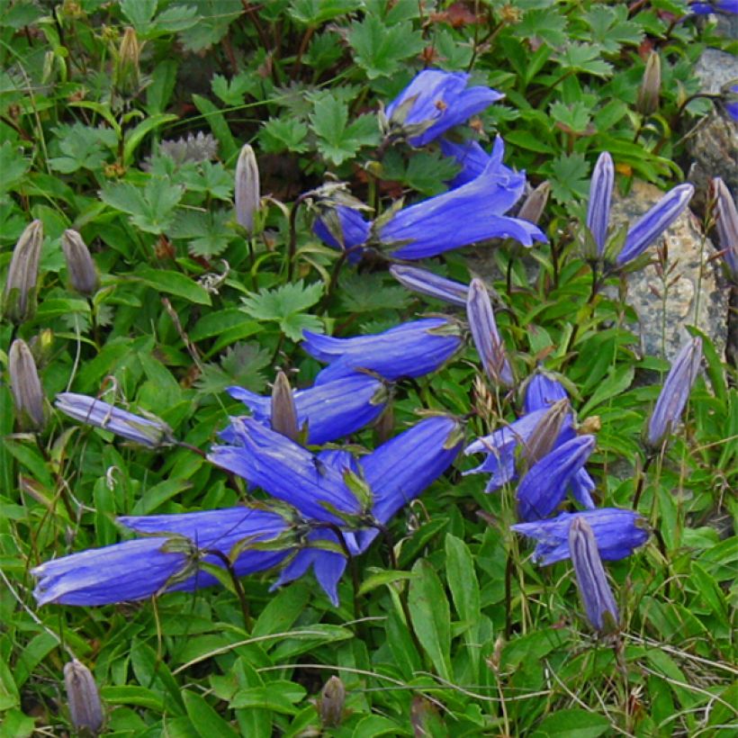 Campanula chamissonis Major (Flowering)