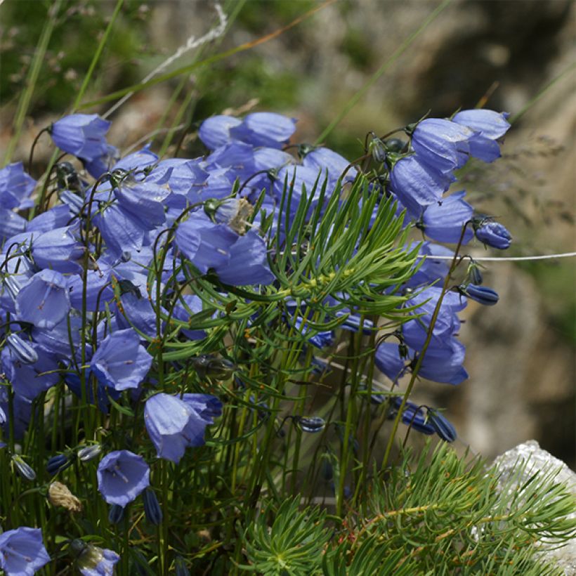 Campanula cochleariifolia Bavaria Blue (Plant habit)
