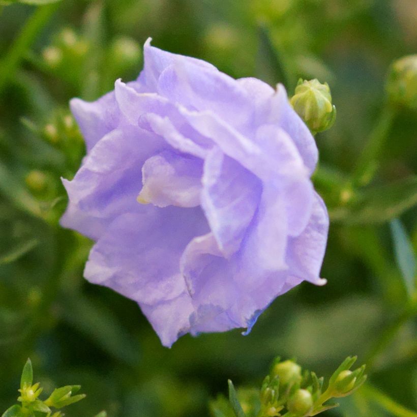 Campanula x haylodgensis Plena (Flowering)