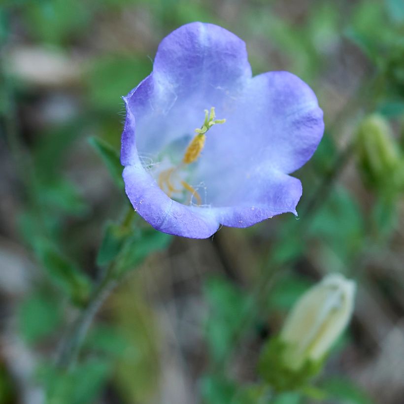 Campanula x haylodgensis Yvonne (Flowering)