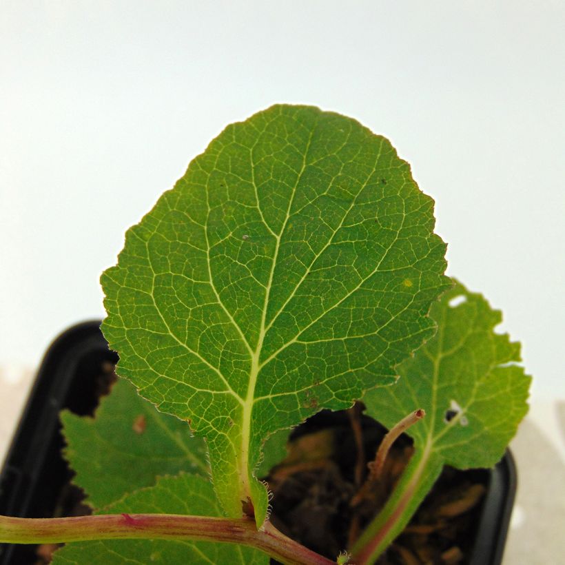 Campanula Iridescent Bells (Foliage)