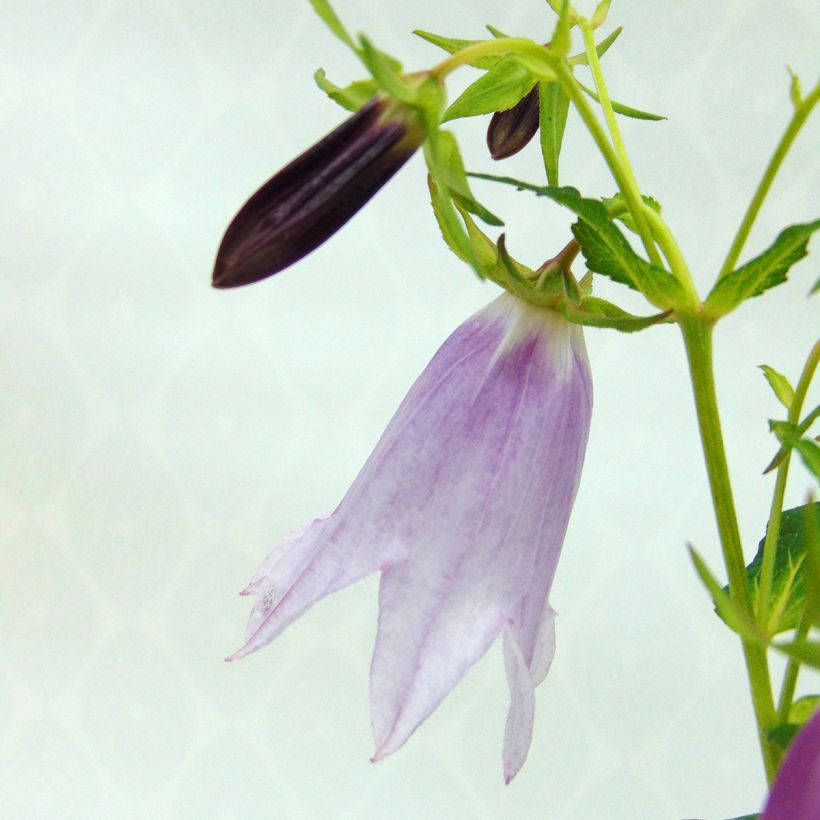 Campanula Iridescent Bells (Flowering)