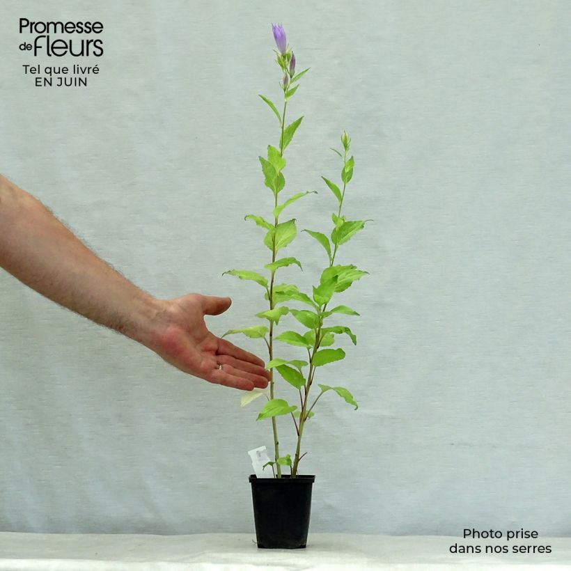 Campanula latifolia var. macrantha 8/9 cm pot sample as delivered in summer