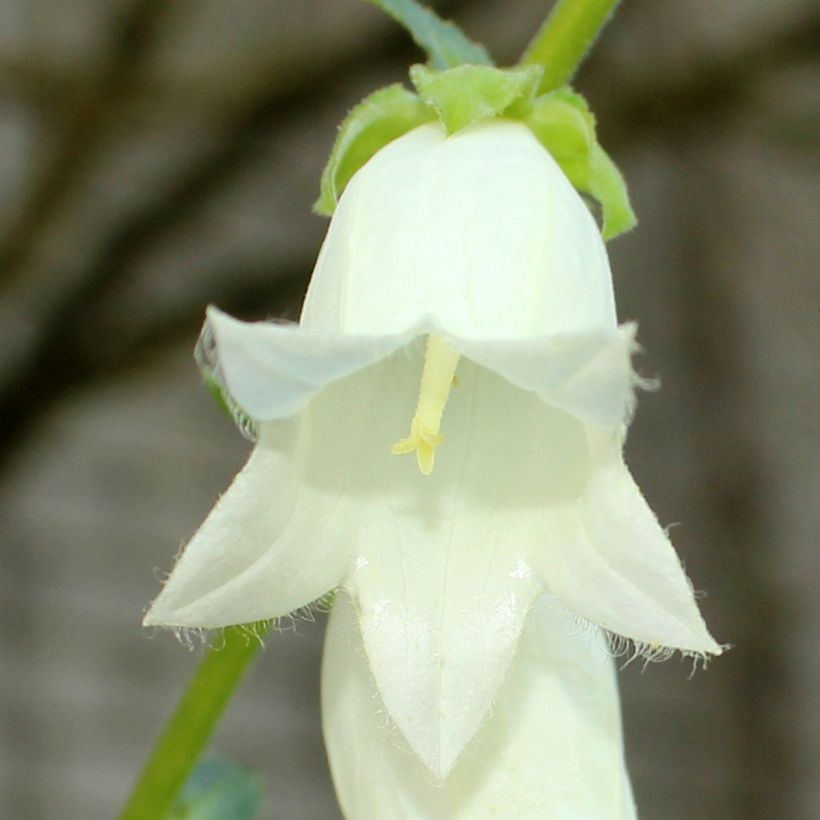 Campanula ochroleuca (Flowering)