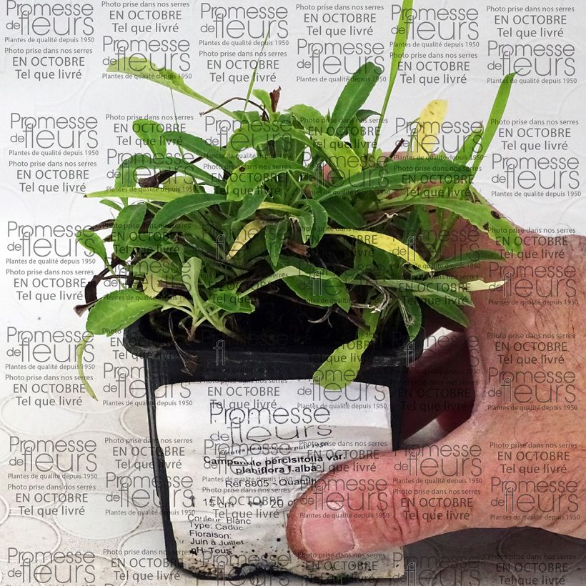 Example of Campanula persicifolia var. planiflora f. alba specimen as delivered
