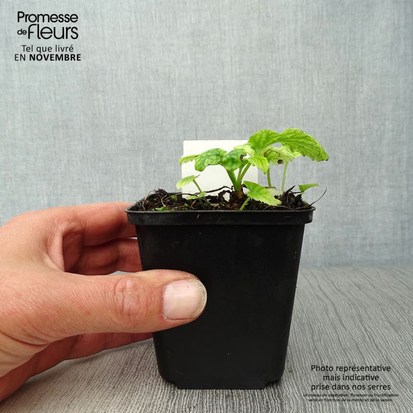 Campanula takesimana 8/9 cm pot sample as delivered in autumn