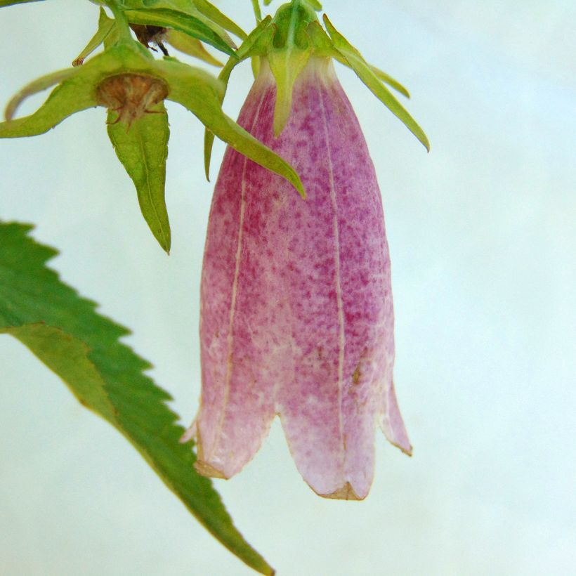 Campanula takesimana Elizabeth (Flowering)