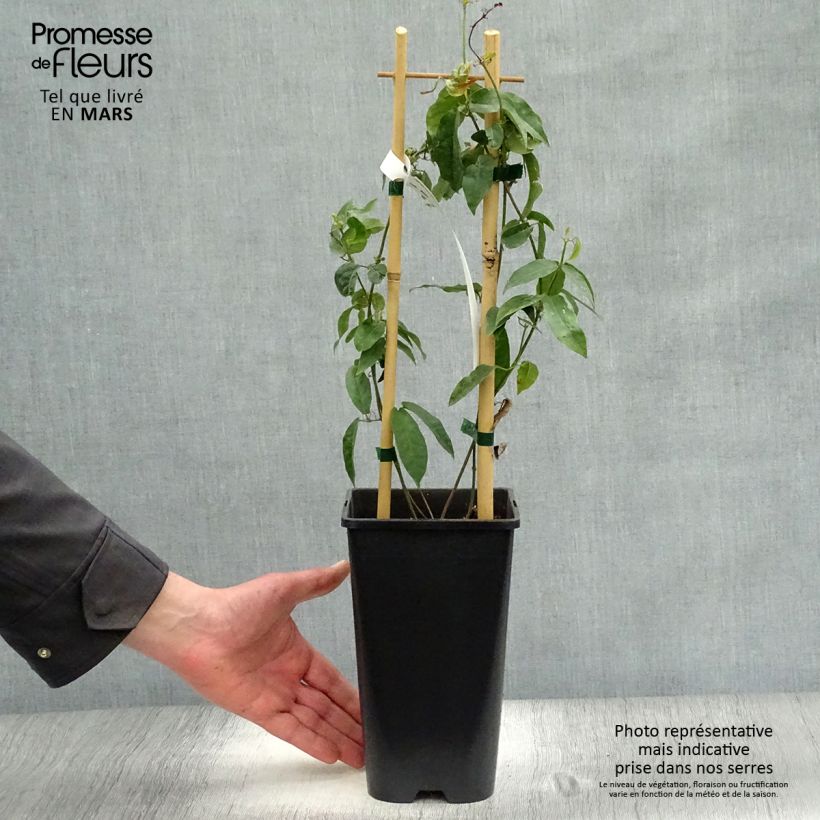 Campsis capreolata - Bignone à vrilles - Pot de 3L sample as delivered in spring