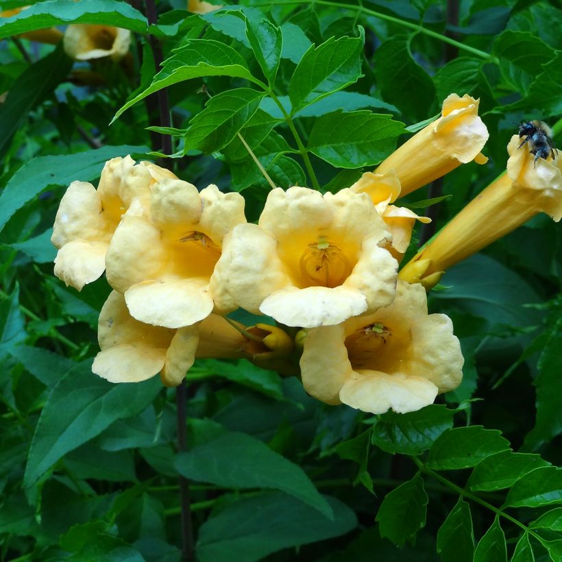 Campsis radicans Yellow Trumpet (Flowering)