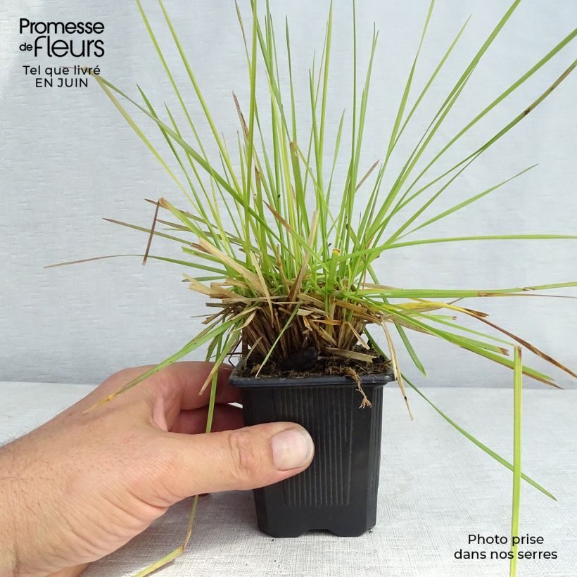 Deschampsia cespitosa Tauträger 8/9 cm pot sample as delivered in summer