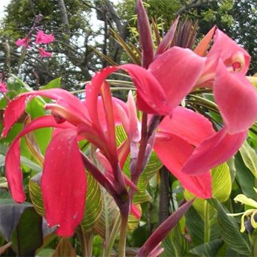 Canna Endeavour - Indian shot (Flowering)
