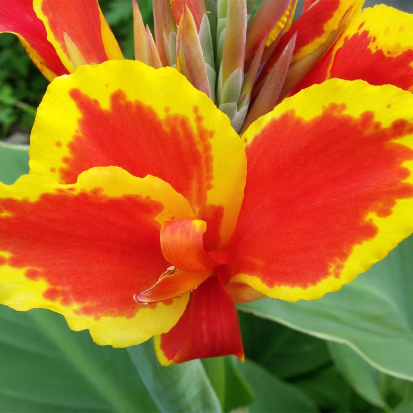 Canna Queen Charlotte - Indian shot (Flowering)