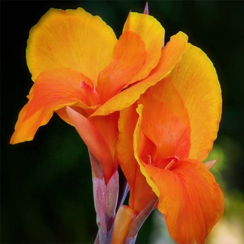 Canna Semaphore - Indian shot (Flowering)