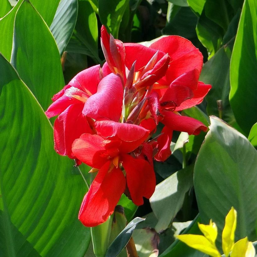 Canna Strasbourg - Indian shot (Flowering)